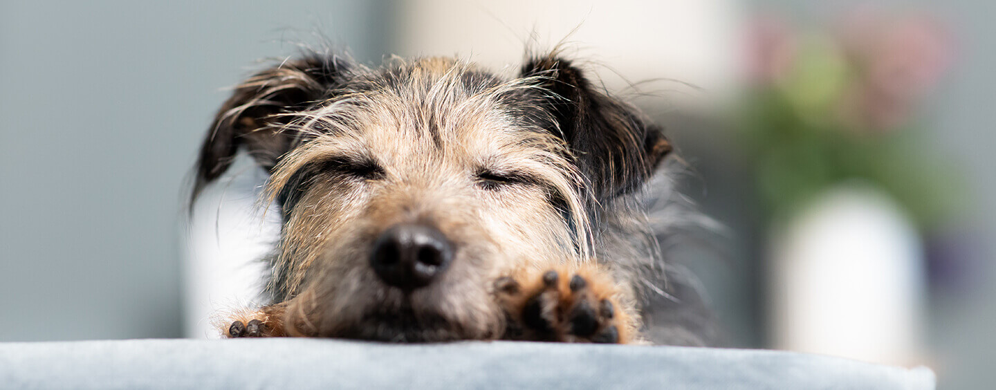 Older dog rescue cheap